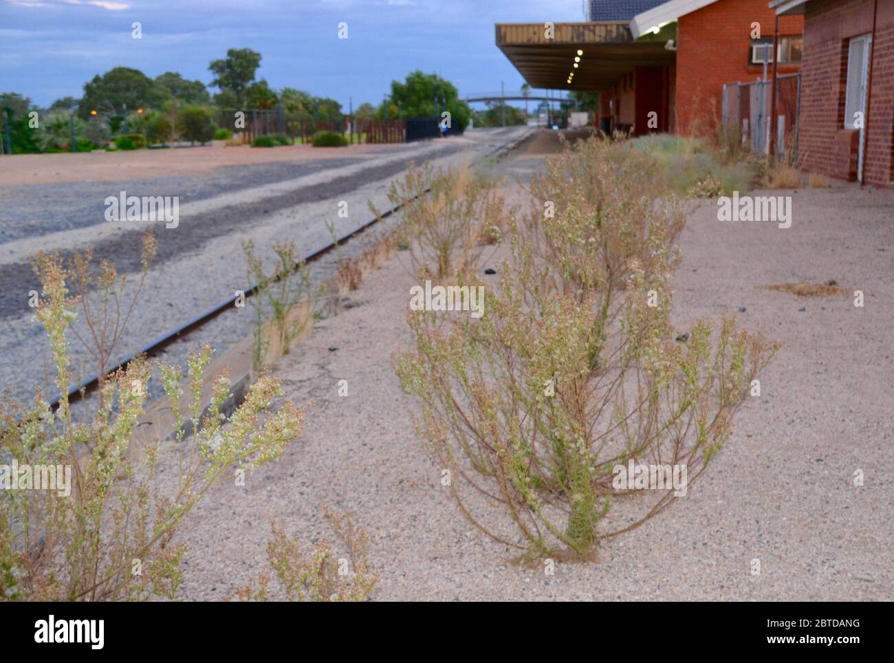Erbacce che crescono attraverso la piattaforma desolata e dismessa stazione ferroviaria presso la stazione ferroviaria di Mildura in Australia Foto Stock