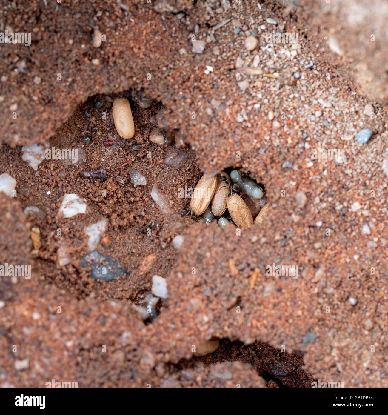 Formiche da giardino nero, il niger di Lasius che vive sotto aptio, qui con cocoons e larve di nuove regine, prima del giorno delle Ante volanti. Foto UK maggio. Foto Stock