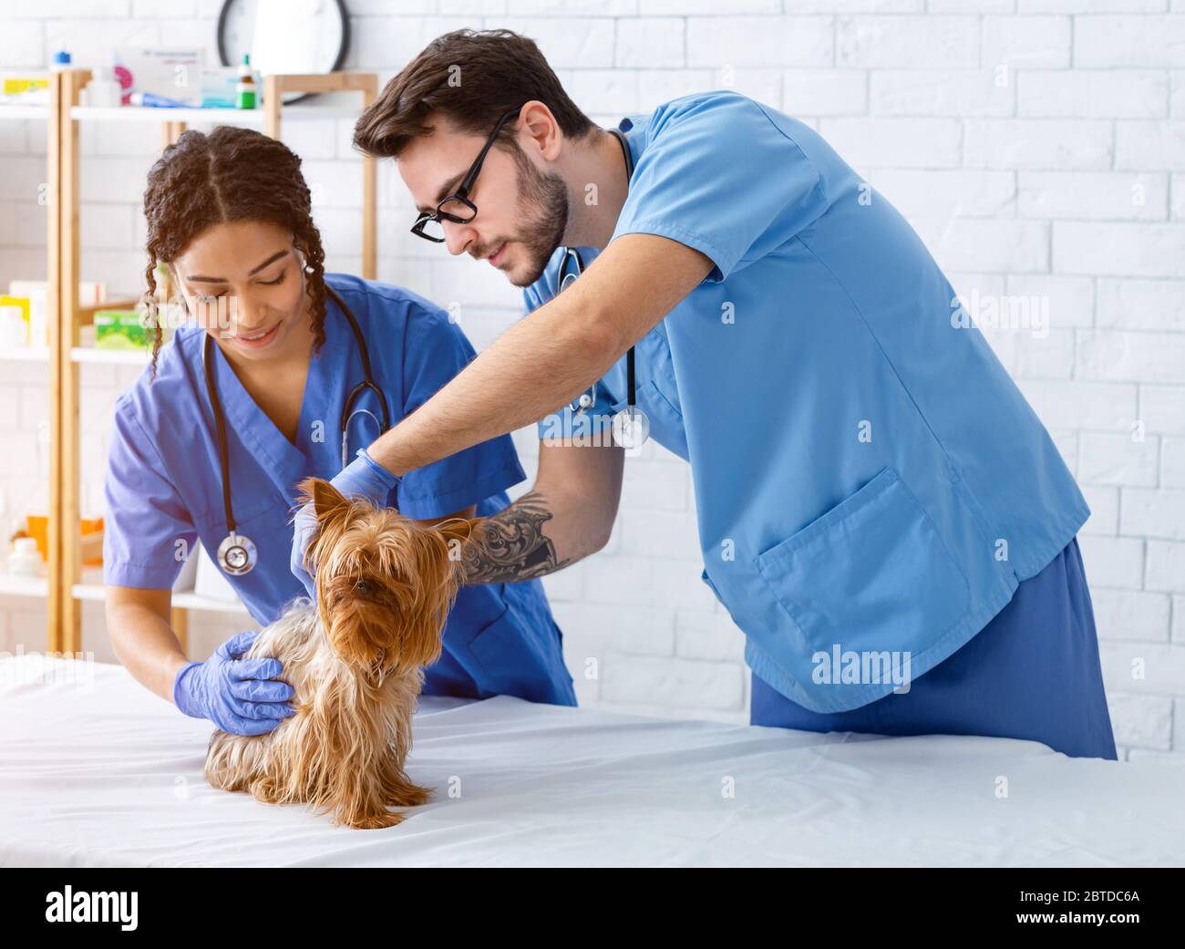 Team veterinario di assistenza sanitaria con il loro piccolo paziente presso l'ospedale animale Foto Stock