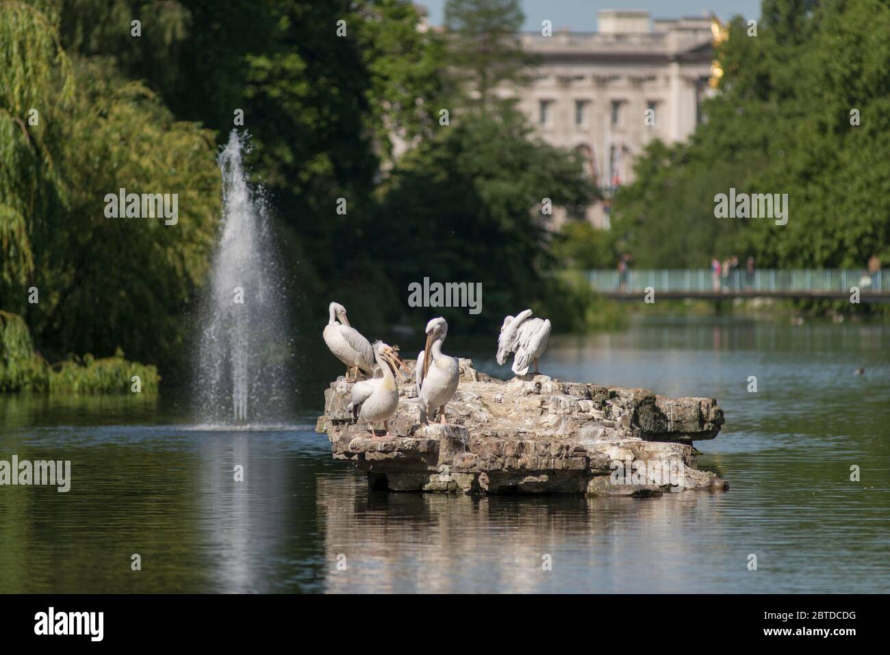 I pellicani crogiolano al sole al St James's Park Lake con Buckingham Palace in lontananza, Londra, Regno Unito Foto Stock