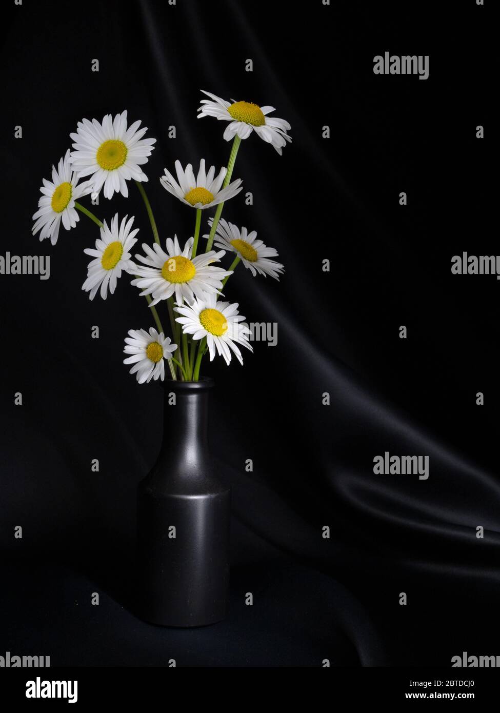 Le margherite selvatiche ancora vita in vaso nero con tessuto nero satinato. Con copyspace. Leucanthemum vulgare aka occhio-bue, occhio di bue o cane daisy. Foto Stock