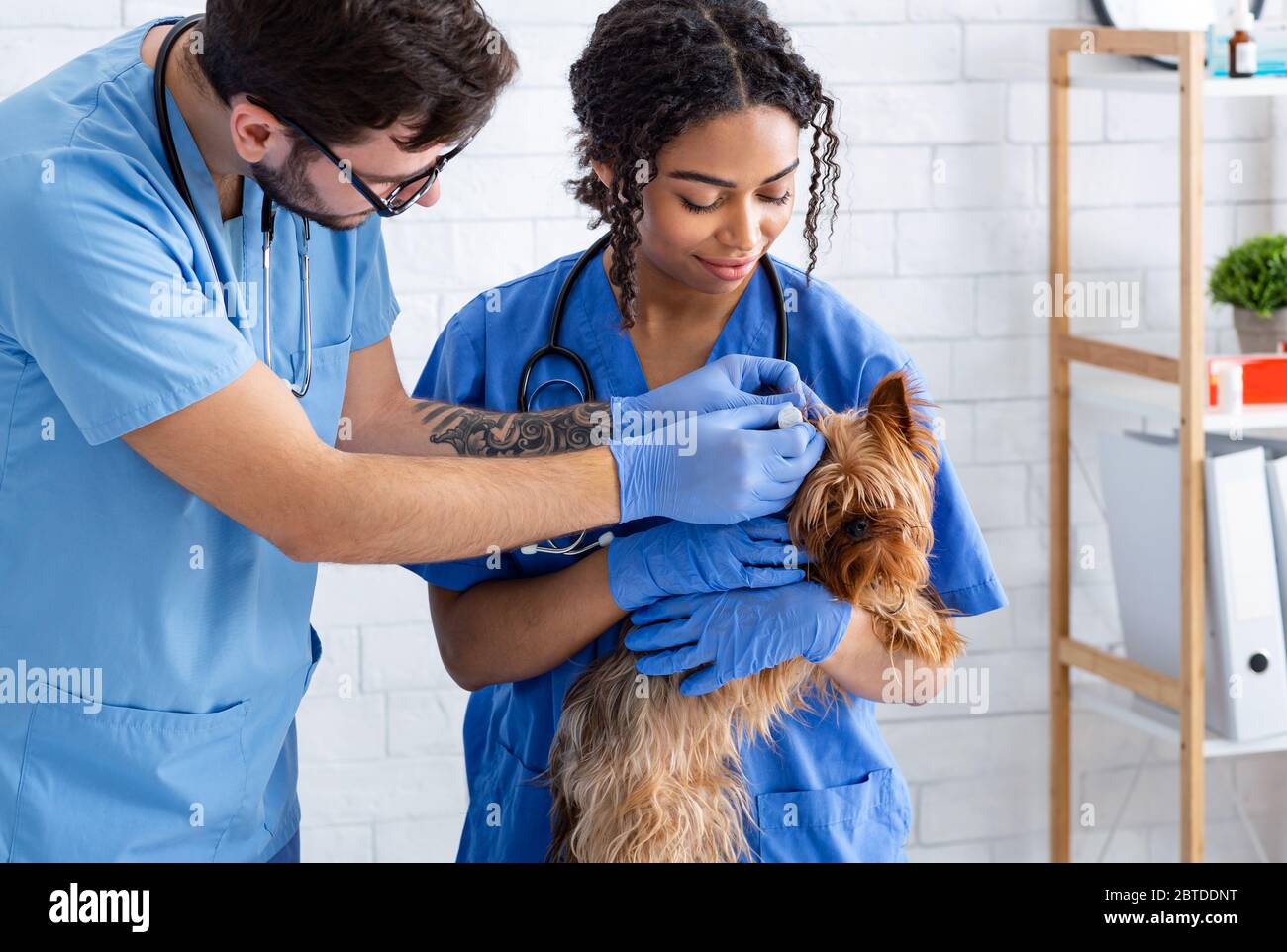 Veterinario giovane con assistente che usa orecchini per trattare il cane in ospedale animale Foto Stock