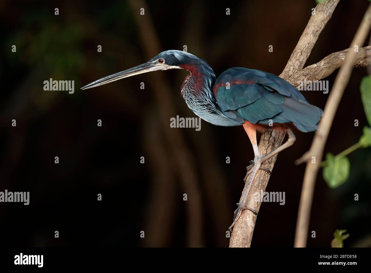 Agami Heron (Agamia agami) adulto, caccia, fiume Pixaim, Pantanal, Mato Grosso, Brasile Foto Stock