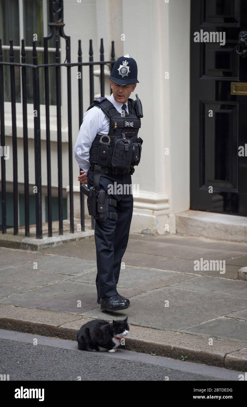Ufficiale di polizia in servizio fuori 10 Downing Street guarda Palmerston, capo Mouser al Foreign & Commonwealth Office a Whitehall, Londra, Regno Unito Foto Stock