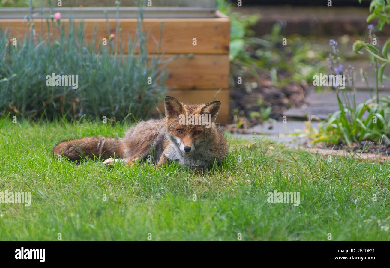 Adulto Red Fox riposarsi su un prato extraurbano del giardino di Londra, Regno Unito Foto Stock