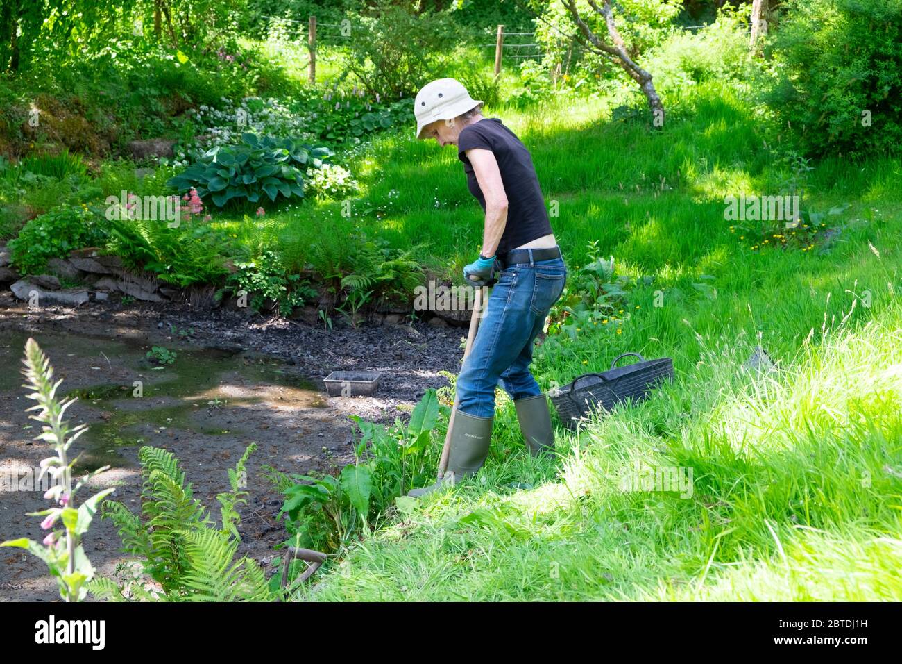 Donna giardiniere scavare bacino di erbacce foglie intorno al bordo di un fangoso essiccato giardino stagno in maggio primavera Carmarthenshire Galles UK. KATHY DEWITT Foto Stock