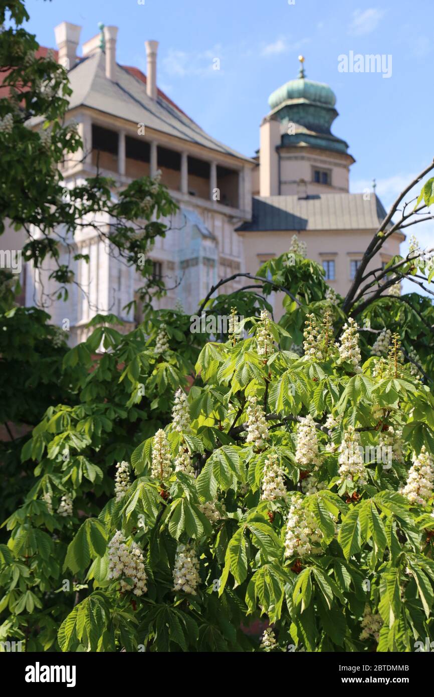 Cracovia. Polonia. Wawel, il vecchio castello reale. Fioritura di castagne. Foto Stock