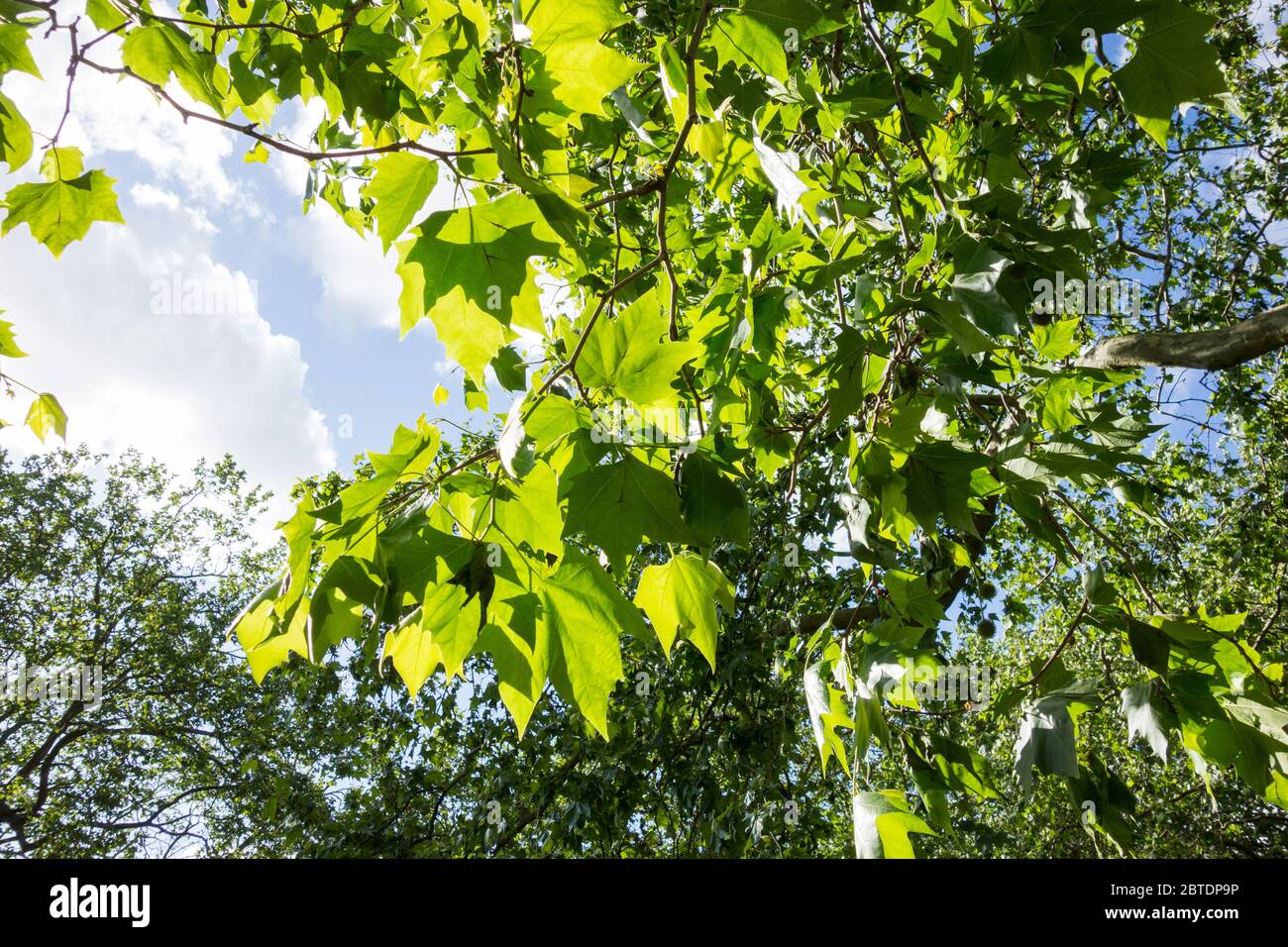 Foglie di Sycamore verde (Acer pseudoplatano) Foto Stock