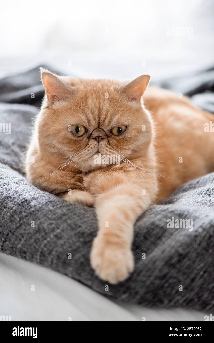 Divertente Serious Exotic Shorthair Cat che posa sul lettino Closeup View Foto Stock