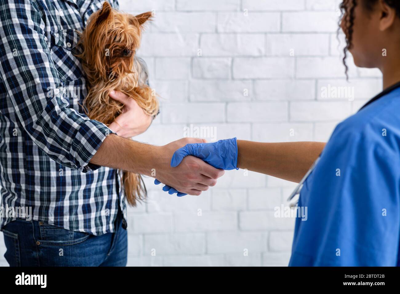 Stretta di mano tra medico veterinario e proprietario del cane piccolo in clinica, closeup Foto Stock