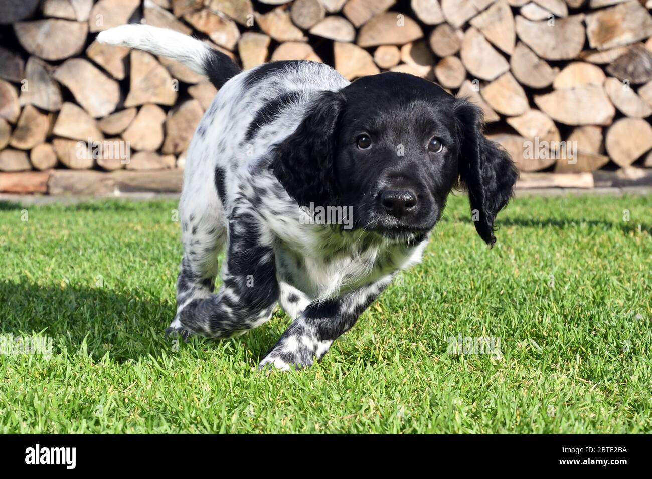 Grande Munsterlander (Canis lupus F. familiaris), cucciolo di sette settimane che corre su un prato, legno di fuoco accatastato sullo sfondo, Germania Foto Stock