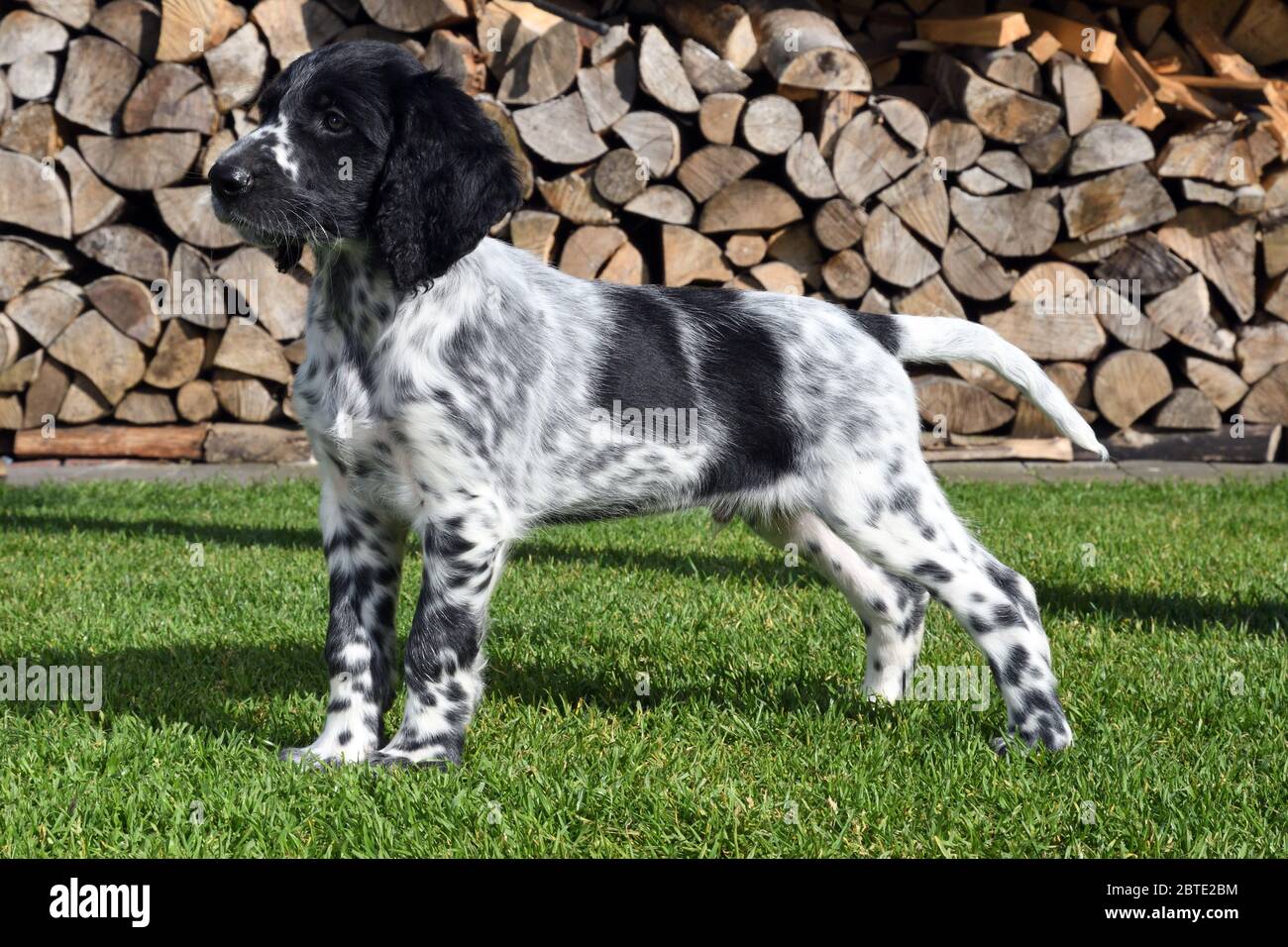 Grande Munsterlander (Canis lupus F. familiaris), cucciolo di sette settimane in piedi in un prato, legno di fuoco accatastato sullo sfondo, Germania Foto Stock