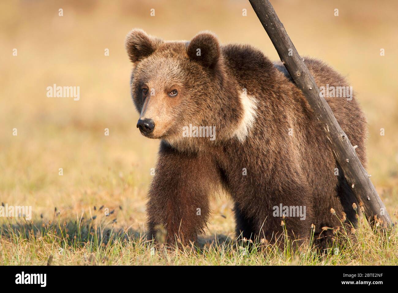 Orso bruno europeo (Ursus arctos arctos), sfregandosi in un ramo morto, Finlandia, Kuusamo, Lapponia Foto Stock