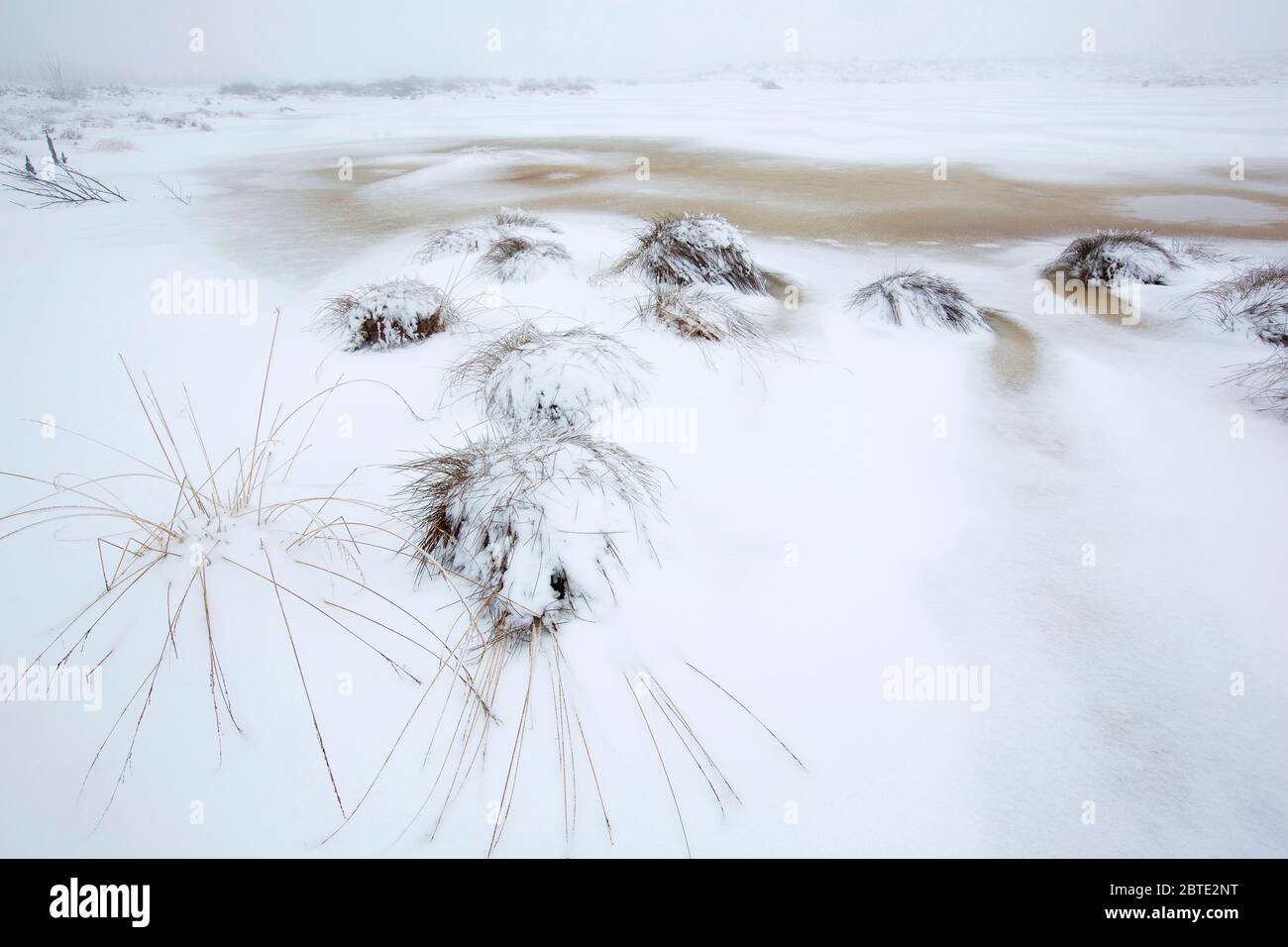 Neve nel Brackvenn, Belgio, Ardenne, alta Fens Foto Stock