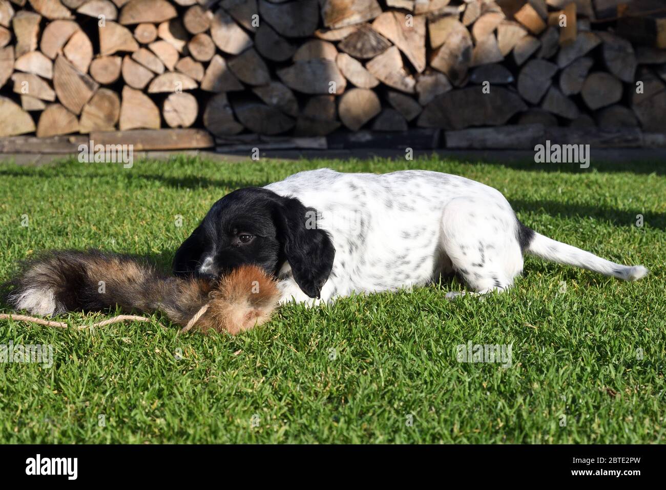 Grande Munsterlander (Canis lupus F. familiaris), cucciolo di sette settimane che gioca in un prato con una coda di volpe, legno di fuoco accatastato sullo sfondo, Germania Foto Stock