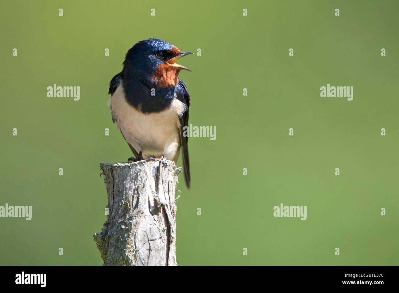 Fienile inghiottita (Hirundo rustica), perch che invocano un palo di legno, Belgio, Fiandre Orientali Foto Stock