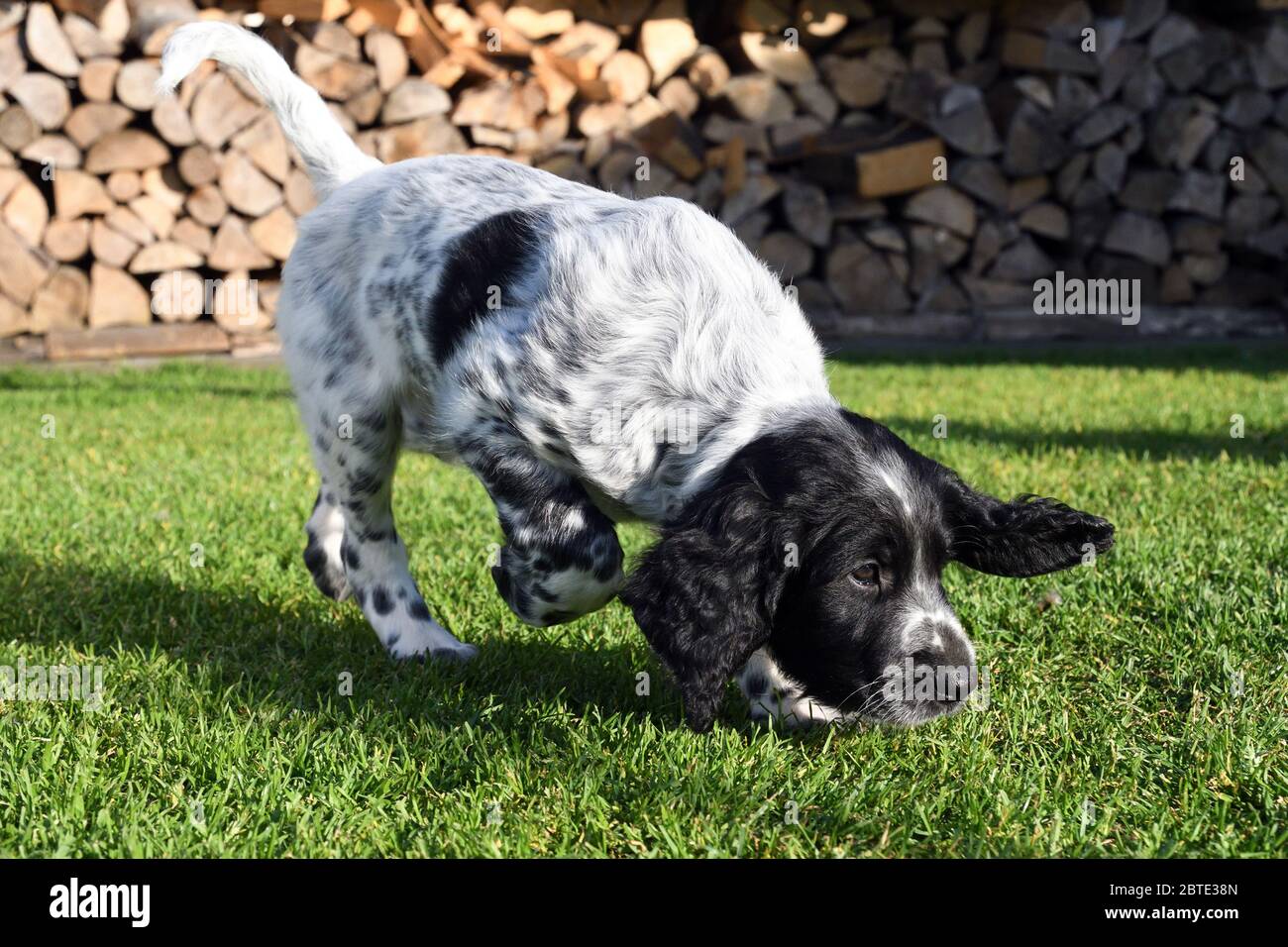 Grande Munsterlander (Canis lupus F. familiaris), sette settimane di età Puppy passeggiate sniffing su un prato, legno di fuoco accatastato sullo sfondo, Germania Foto Stock