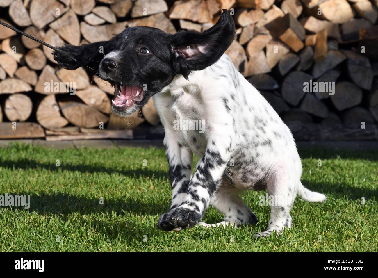 Grande Munsterlander (Canis lupus F. familiaris), cucciolo di sette settimane che gioca con un raccolto di equitazione in un prato, legno di fuoco accatastato sullo sfondo Foto Stock