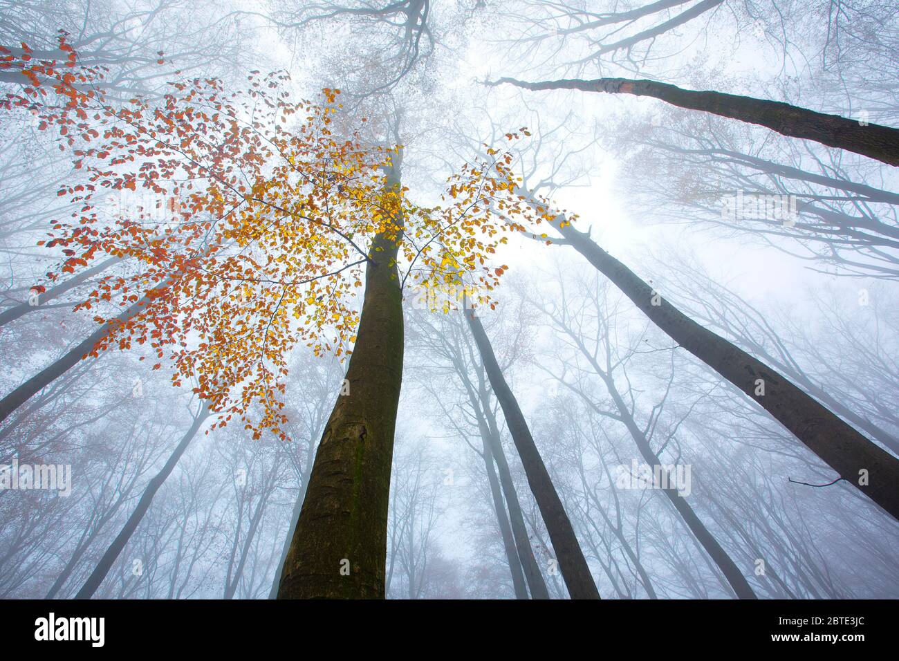 Faggio comune (Fagus sylvatica), vista sulle cime degli alberi, Belgio, Ardenne Foto Stock