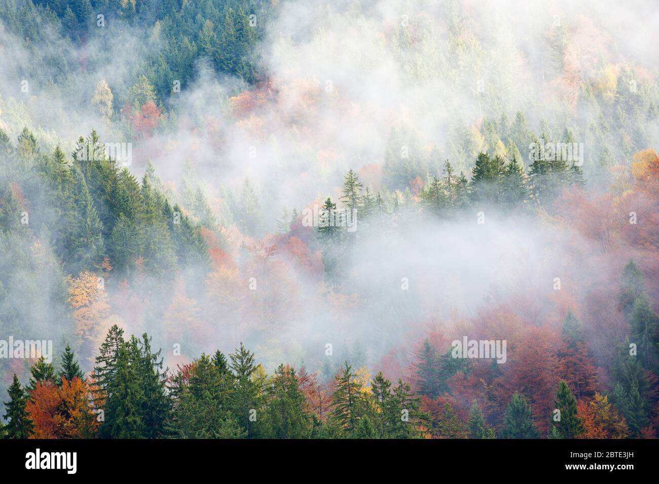 Foresta d'autunno con nuvole di nebbia, Slovenia, Parco Nazionale del Triglav Foto Stock