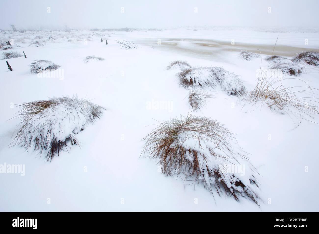 Neve nel Brackvenn, Belgio, Ardenne, alta Fens Foto Stock