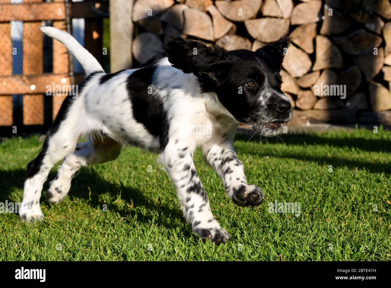 Grande Munsterlander (Canis lupus F. familiaris), cucciolo di sette settimane che corre su un prato, legno di fuoco accatastato sullo sfondo, Germania Foto Stock