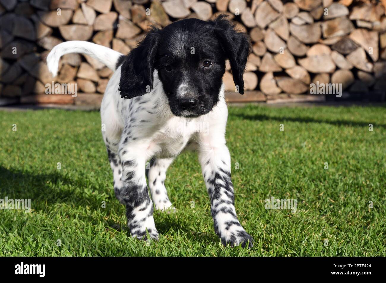Grande Munsterlander (Canis lupus F. familiaris), cucciolo di sette settimane che cammina su un prato, legno di fuoco accatastato sullo sfondo, Germania Foto Stock