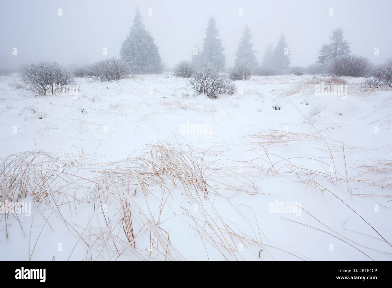 Neve nel Brackvenn, Belgio, Ardenne, alta Fens Foto Stock