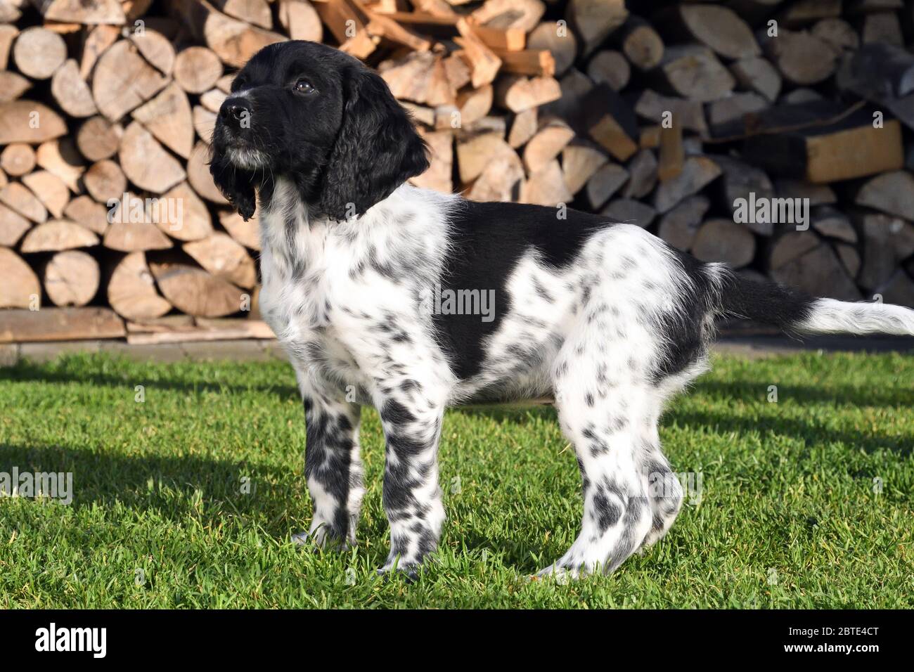 Grande Munsterlander (Canis lupus F. familiaris), cucciolo di sette settimane in piedi in un prato, legno di fuoco accatastato sullo sfondo, Germania Foto Stock