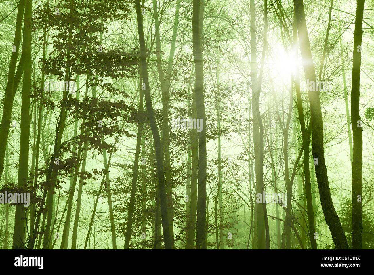 Raggi solari che si rompono attraverso la nebbia in una foresta , Germania, Baviera Foto Stock