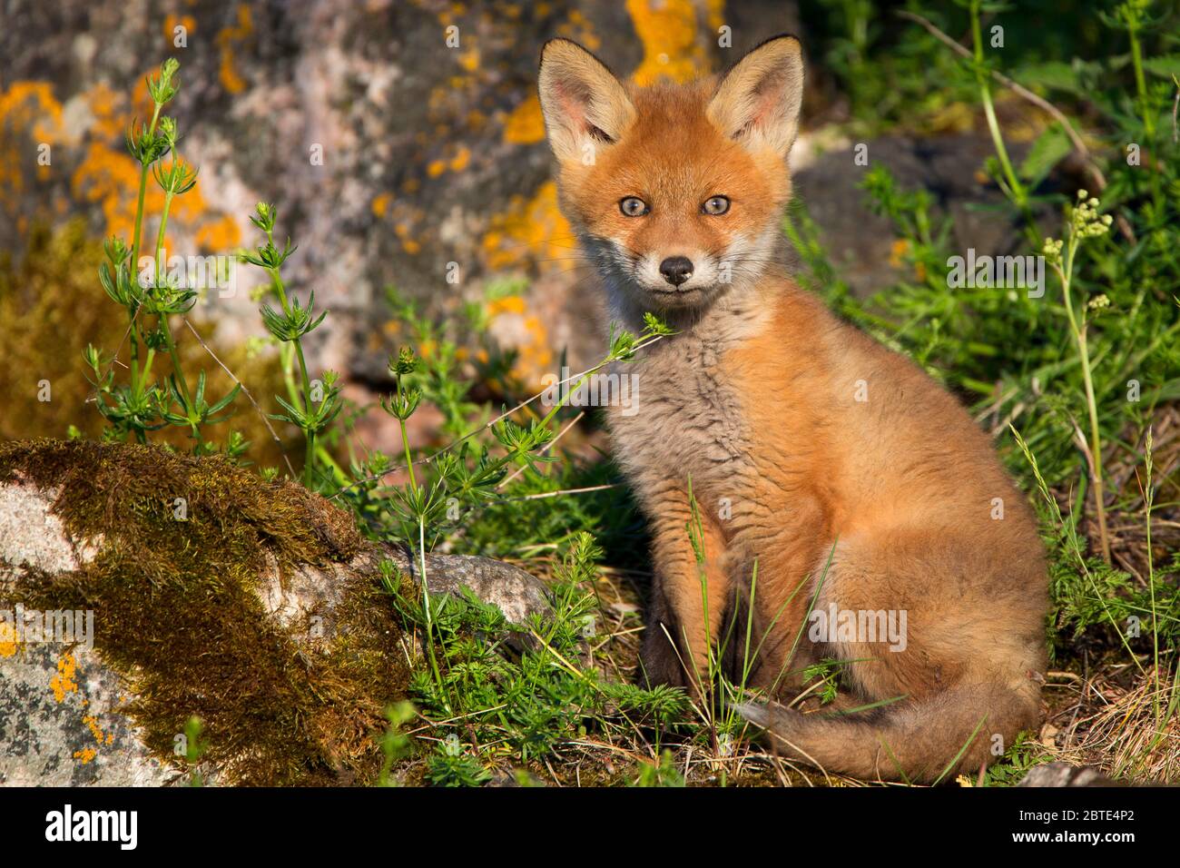 Volpe rossa (Vulpes vulpes), volpe cucita al burrone della volpe, Estonia, Parco Nazionale di Soomaa Foto Stock
