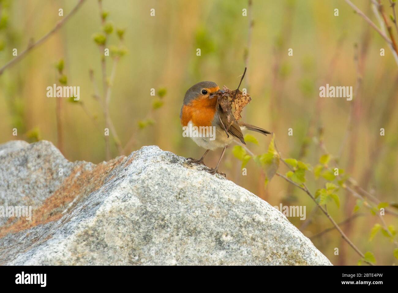 Robin europeo (Erithacus rubbecula), che perching su una pietra con nidificazione materiale nel disegno di legge, Germania, Baviera, Isental Foto Stock