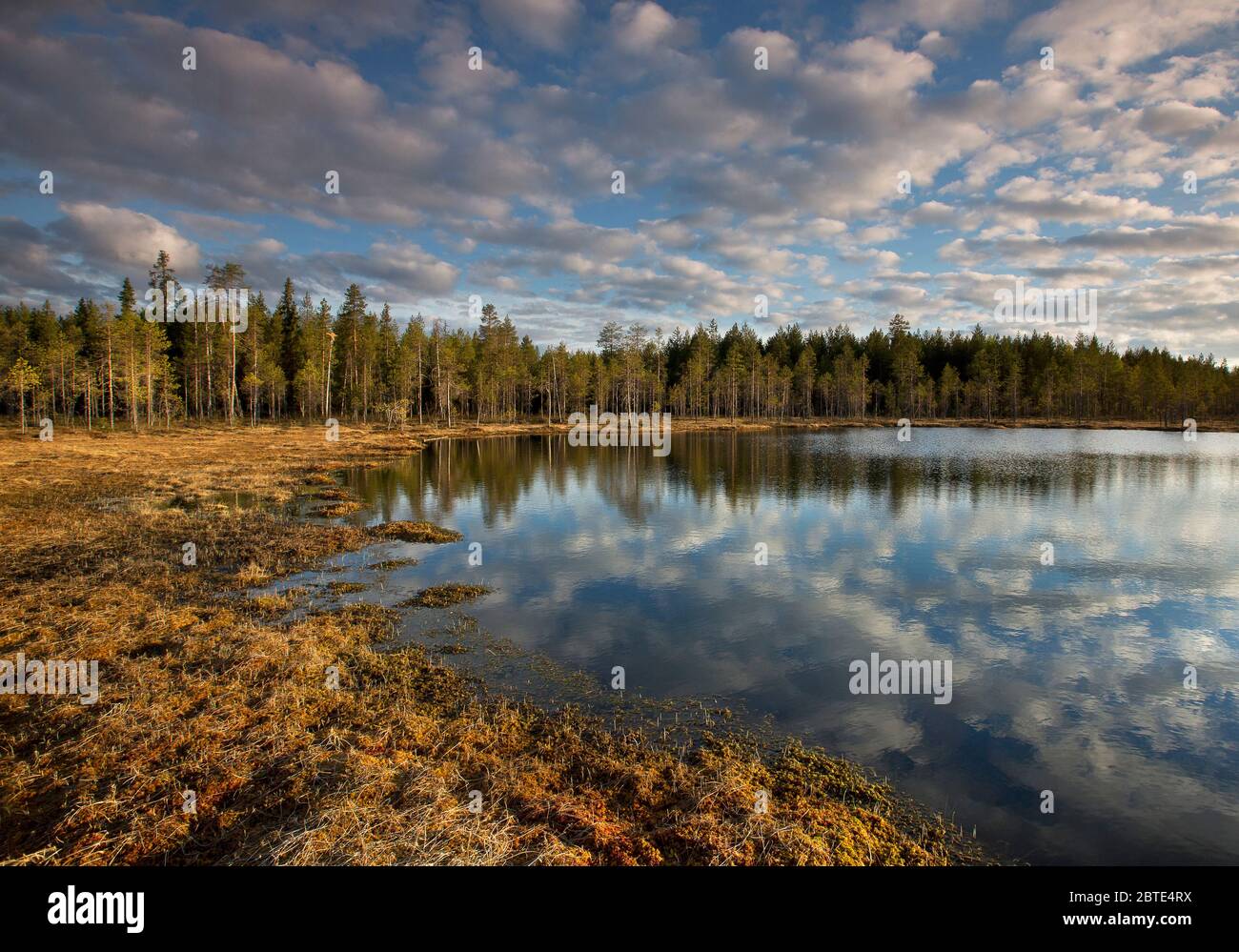 lago in luce serale, Finlandia, Kuusamo, NSG Martinselkosen, Kuhmo Foto Stock