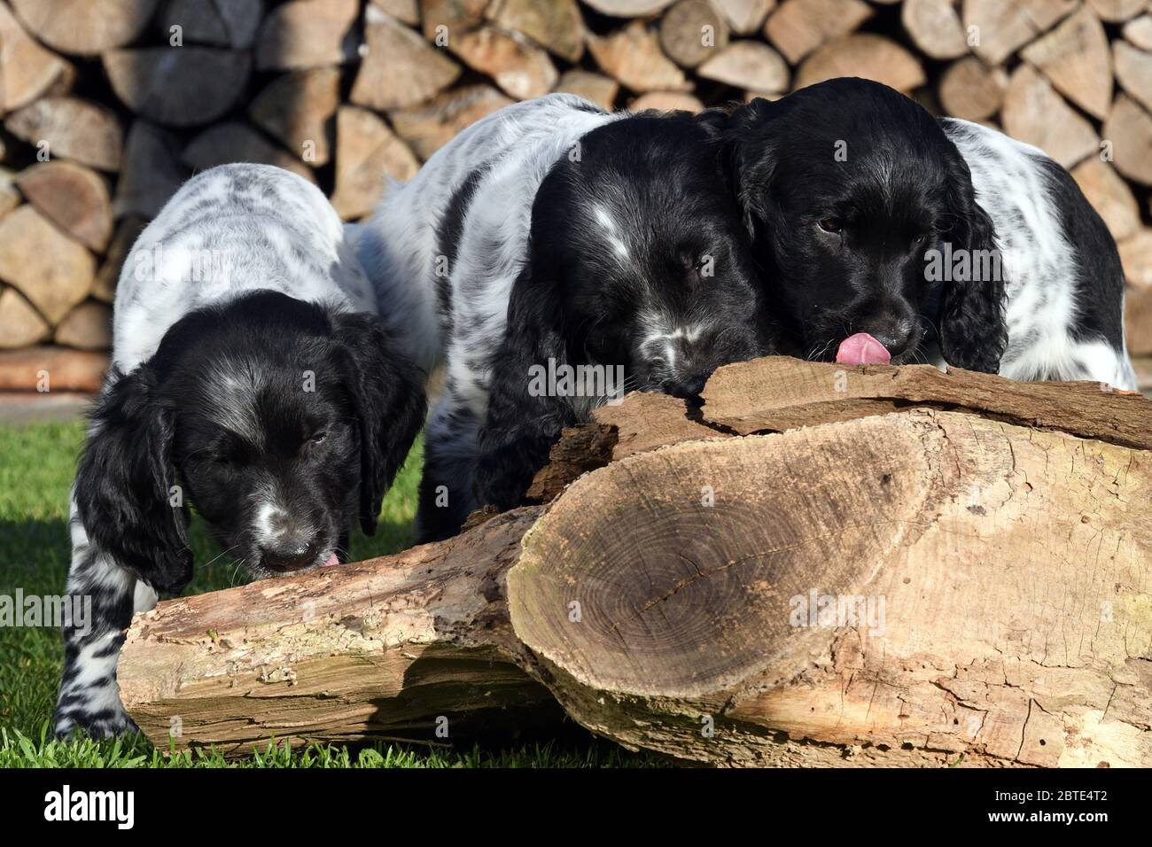 Grande Munsterlander (Canis lupus F. familiaris), tre cuccioli di sette settimane che leccano la salsiccia di fegato da legno morto in un prato, legno di fuoco accatastato sullo sfondo, Germania Foto Stock