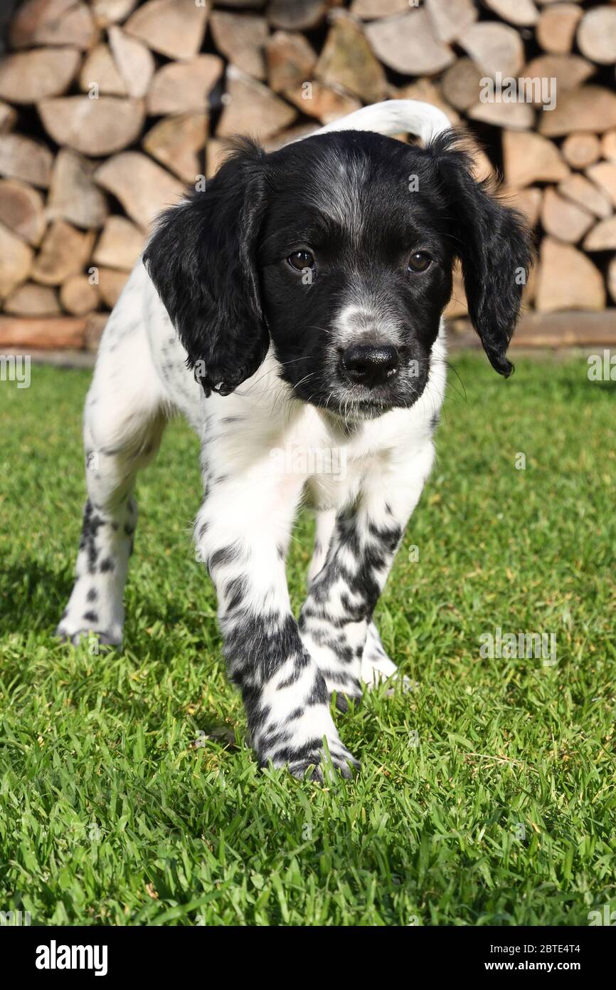 Grande Munsterlander (Canis lupus F. familiaris), cucciolo di sette settimane che cammina su un prato, legno di fuoco accatastato sullo sfondo, Germania Foto Stock