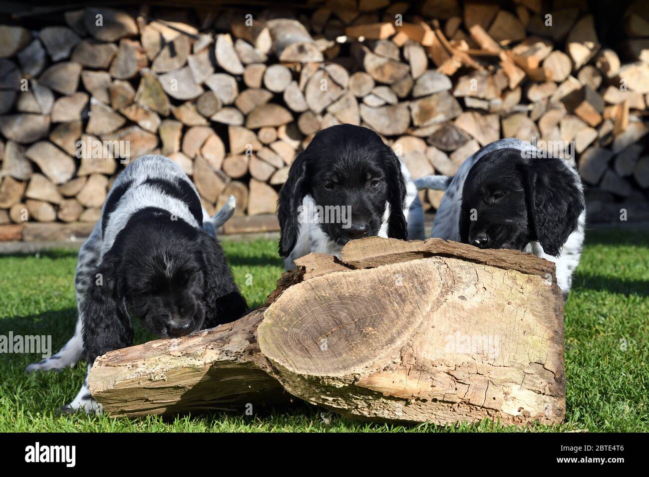 Grande Munsterlander (Canis lupus F. familiaris), tre cuccioli di sette settimane che leccano la salsiccia di fegato da legno morto in un prato, legno di fuoco accatastato sullo sfondo, Germania Foto Stock