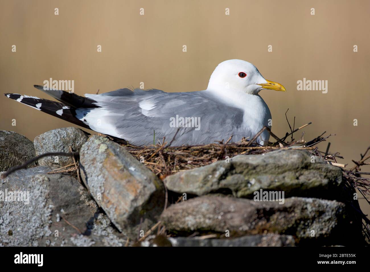 Gabbiano di mew (Larus canus), allevamento, Belgio, Fiandre Occidentali Foto Stock