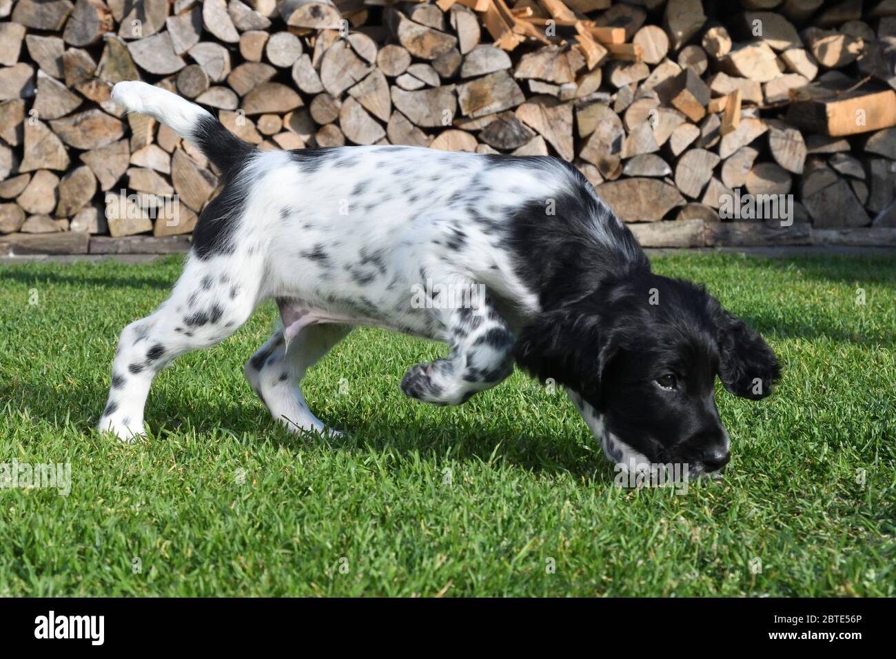 Grande Munsterlander (Canis lupus F. familiaris), sette settimane di età Puppy passeggiate sniffing su un prato, legno di fuoco accatastato sullo sfondo, Germania Foto Stock