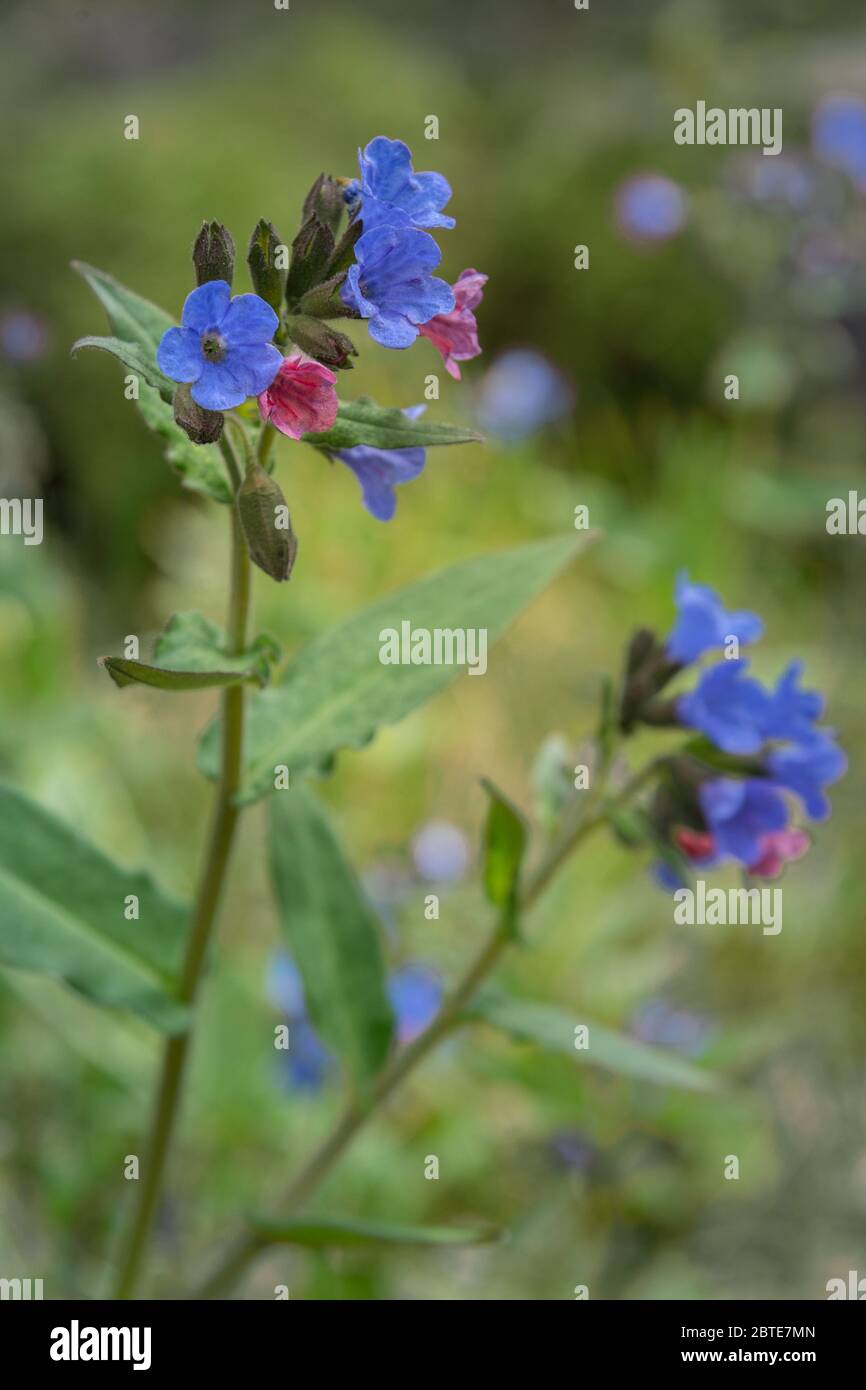 Pulmonaria mollis fiore in primavera Foto Stock