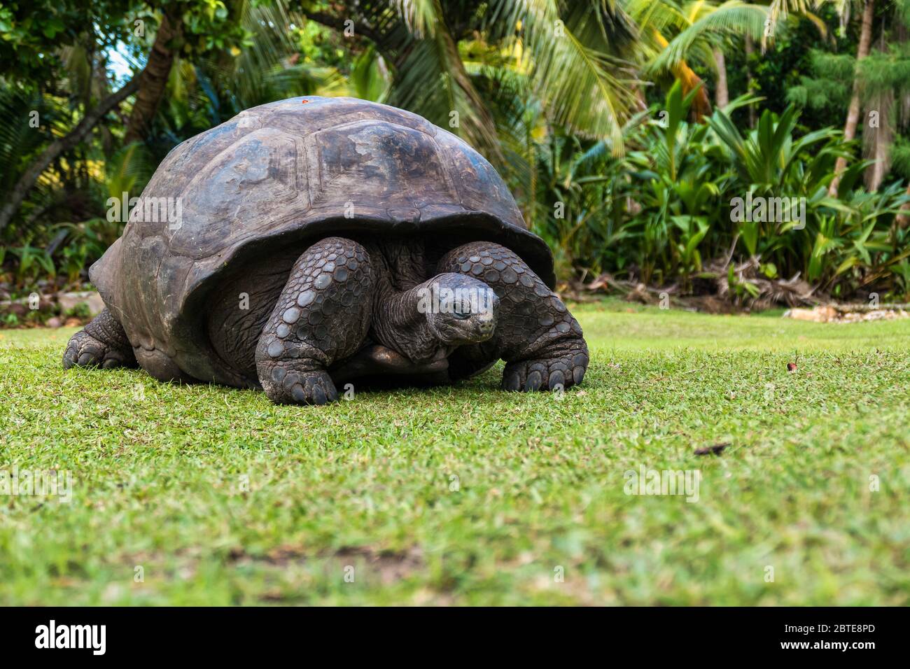 Aldabra Tartaruga Gigante, Curieuse Marine National Park, Curieuse Island, Seychelles Foto Stock