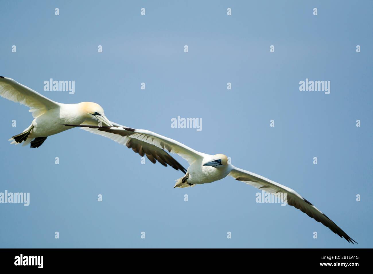 Due gannette settentrionali, Morus faganus, con ali aperte in volo contro un cielo blu alla riserva naturale RSPB di Bempton Cliffs Foto Stock