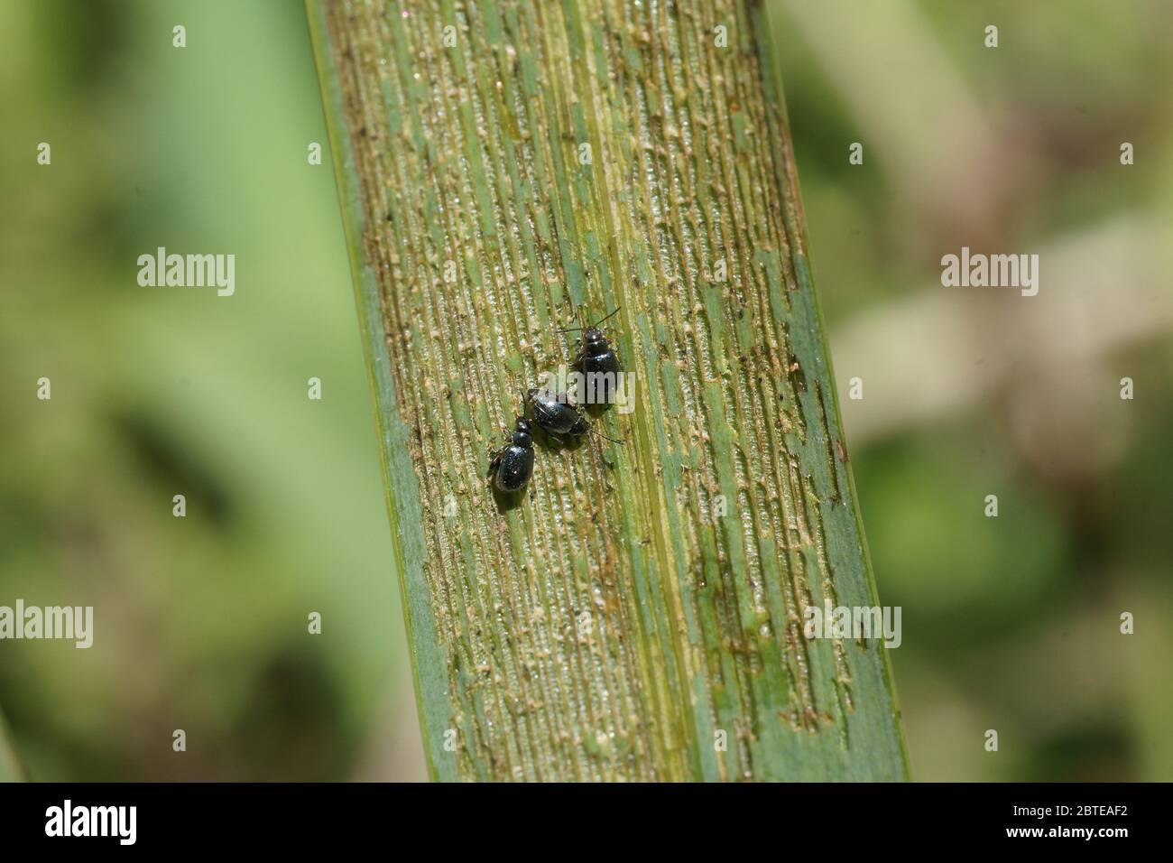 Aphthona nonstriata (Iris Flea Beetle) Foto Stock