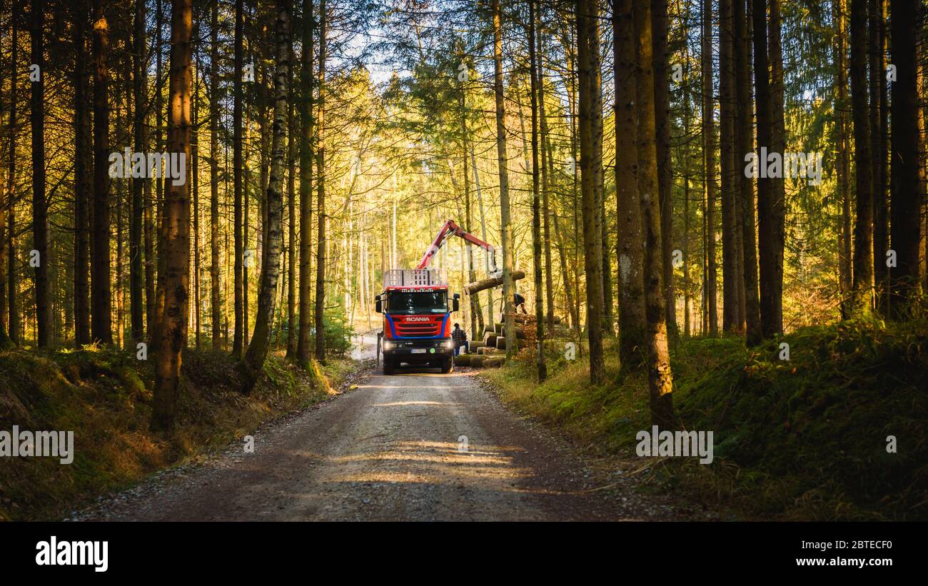 Gru nei tronchi di carico forestale nel carrello. Raccolta e trasporto del legname in foresta. Foto Stock