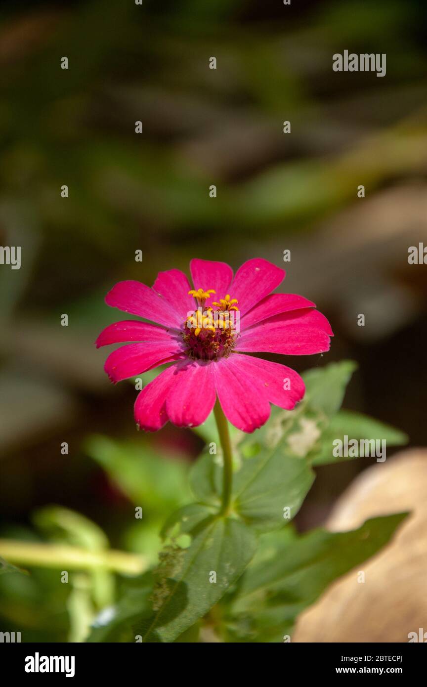 fiore rosa di zinnia primo piano Foto Stock