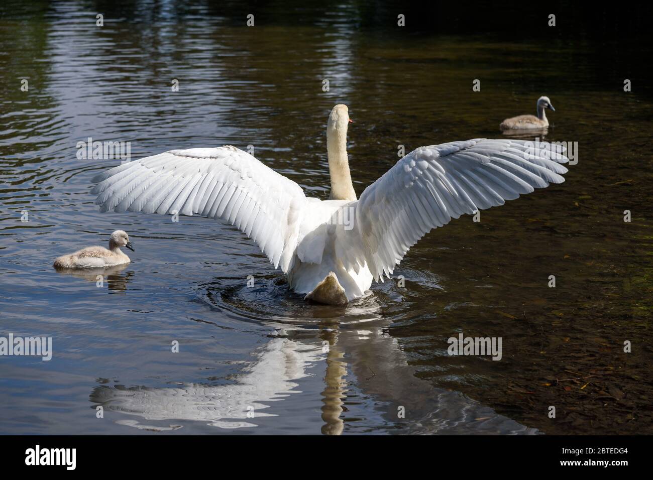 White Mute Swan che si diffonde le sue ali circondato da due carini mute cygnets nuotare in un lago in primavera. Foto Stock
