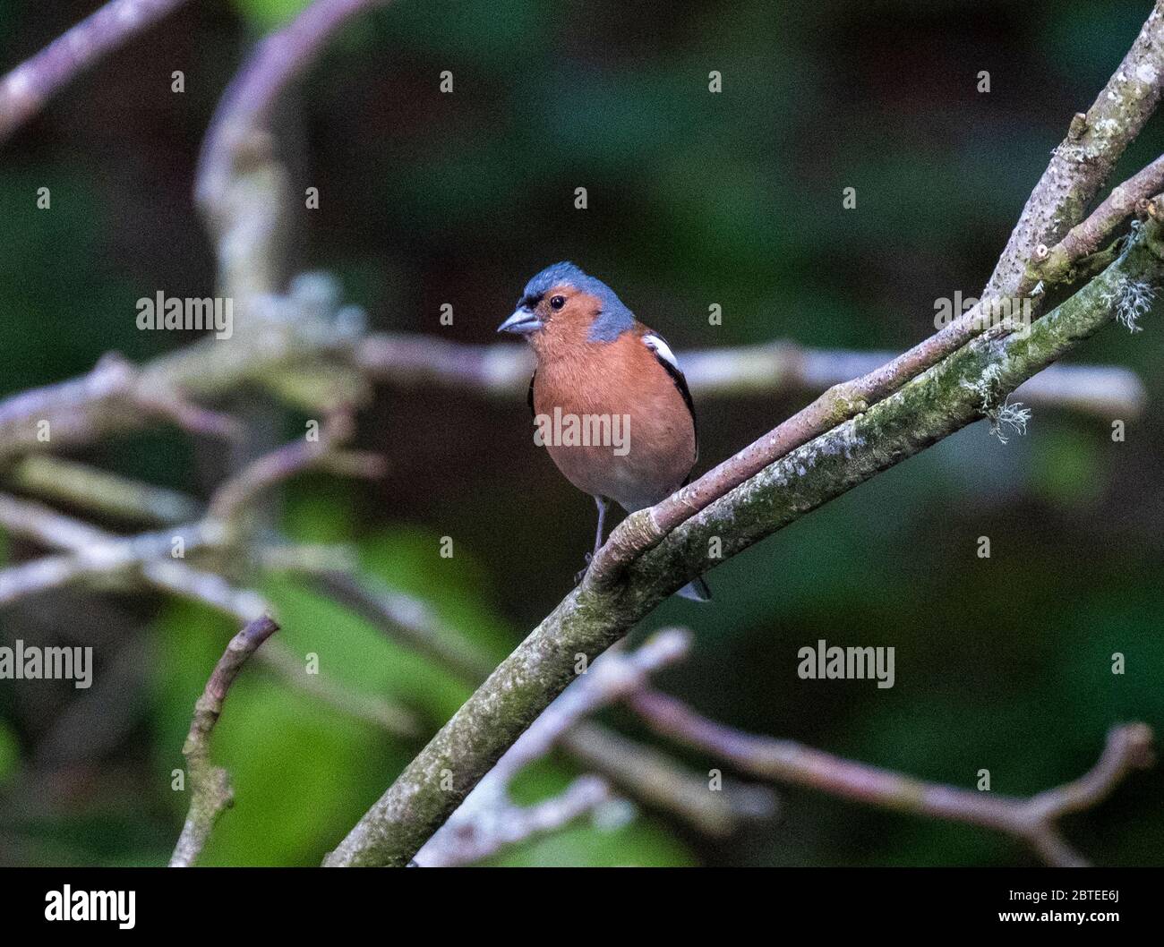 Chaffinch maschio (Fringilla coelebs) arroccato in un albero, Lothian occidentale, Scozia. Foto Stock
