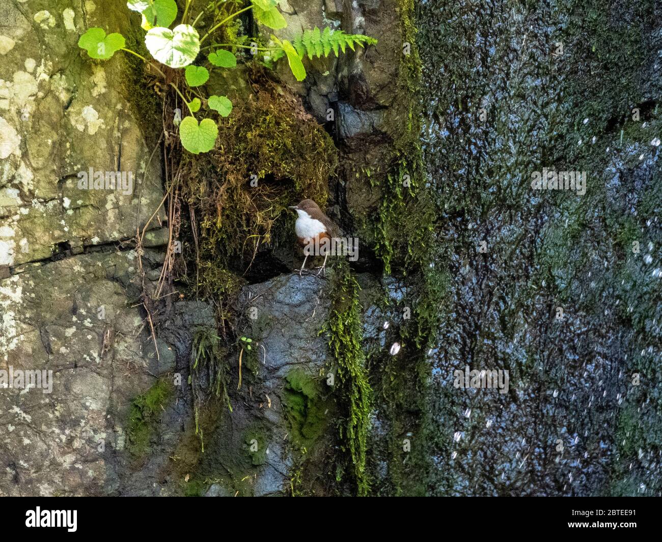 Dipper (Cincluses Cincluses) vicino al suo nido accanto a una cascata, West Lothian, Scozia Foto Stock