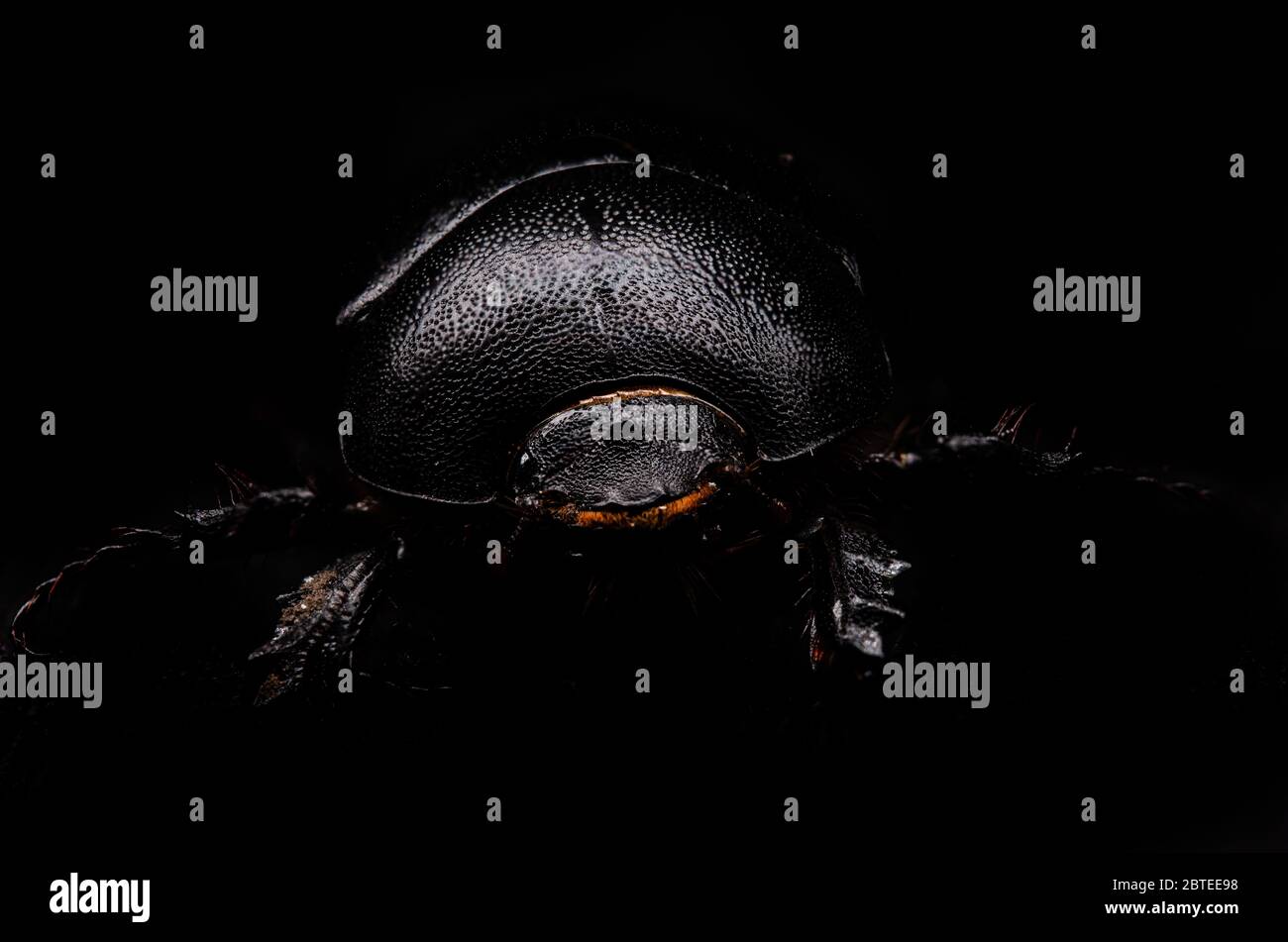 primo piano scarabeo su sfondo nero Foto Stock