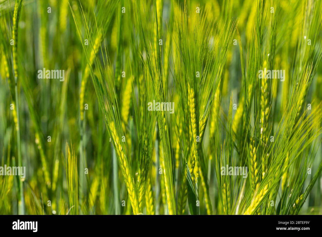 Primo piano di orzo in un campo in primavera Foto Stock