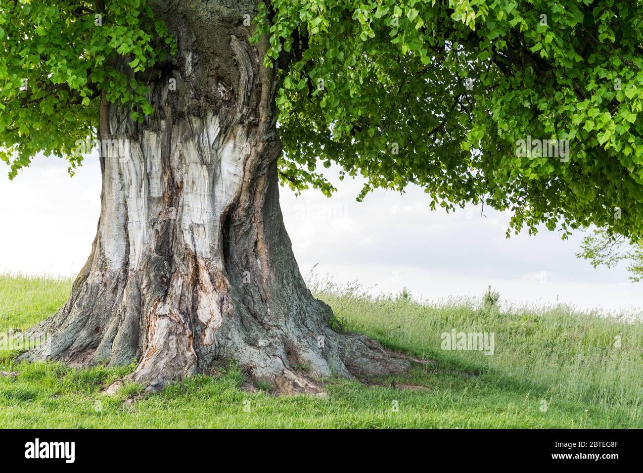 Vecchio albero di tiglio sul prato estivo. Grande corona di alberi con lussureggiante verde fogliame e tronco spesso che illumina dalla luce del tramonto. Fotografia di paesaggio Foto Stock